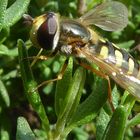 Schwebefliege auf Thymian