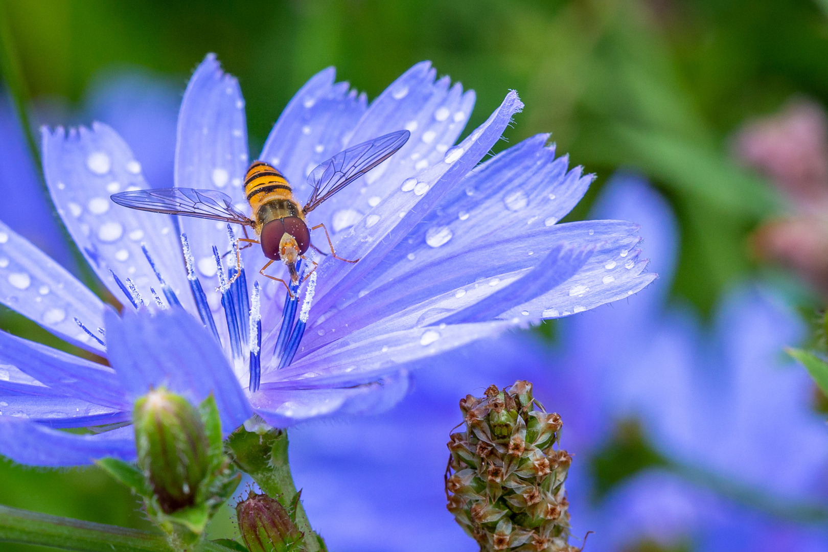 Schwebefliege auf Wegwarte