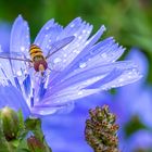 Schwebefliege auf Wegwarte