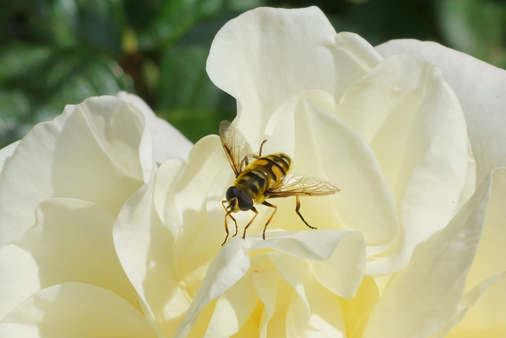 Schwebefliege auf weisser Rose