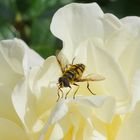 Schwebefliege auf weisser Rose