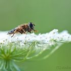 Schwebefliege auf wilder Möhre