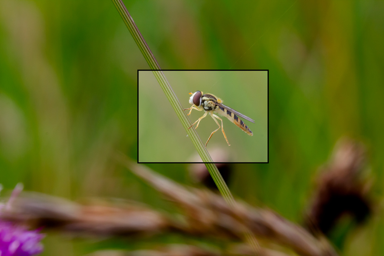 Schwebefliege (Ausschnitt)