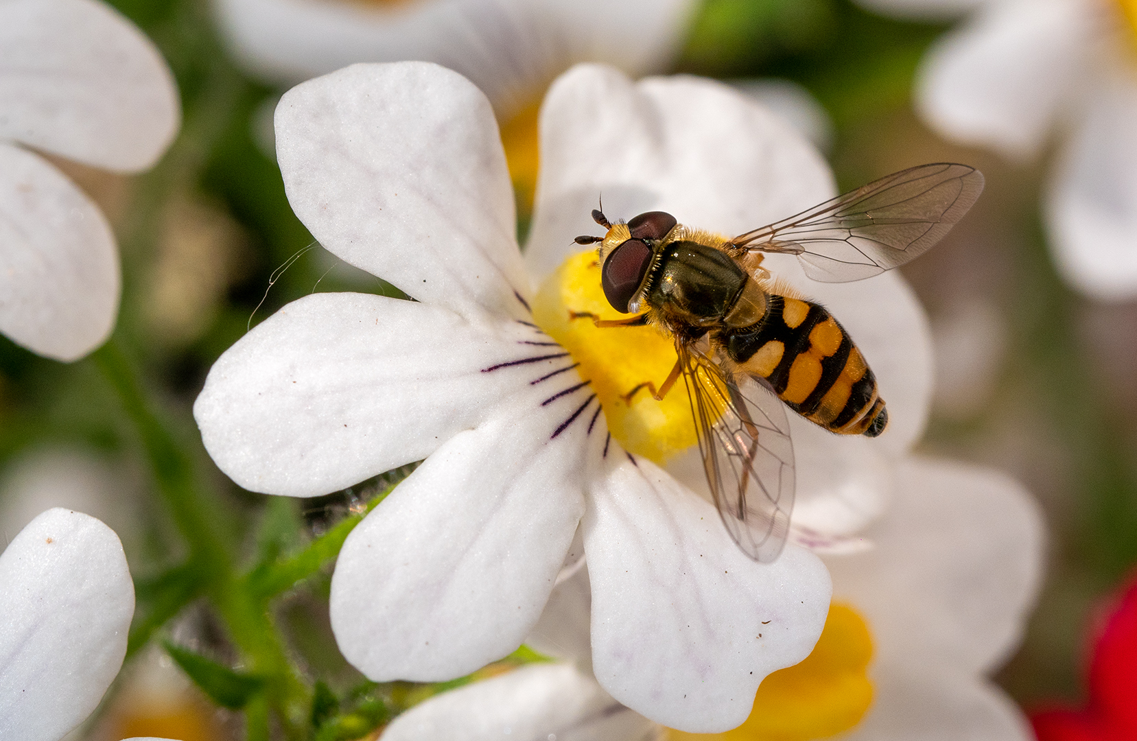 Schwebefliege