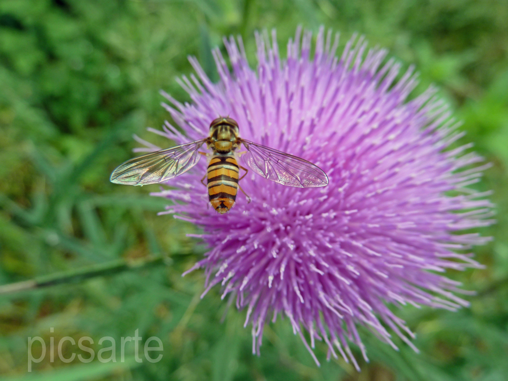 Schwebefliege