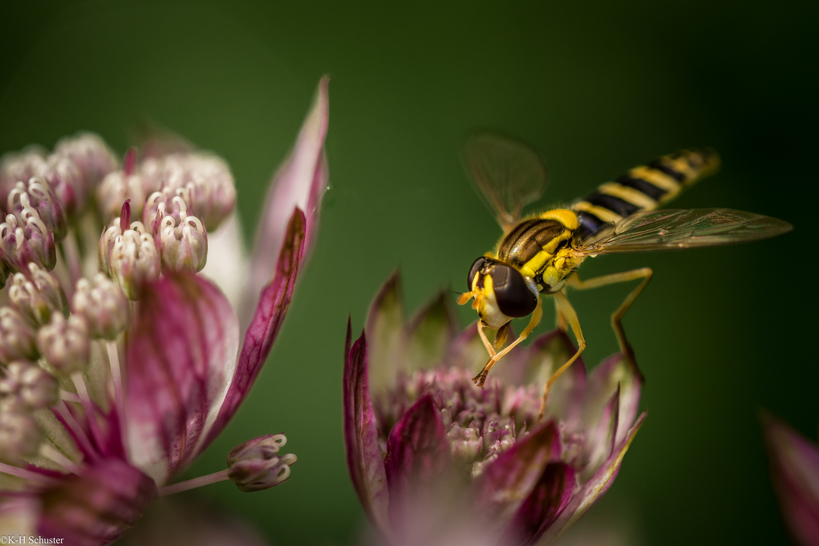 Schwebefliege