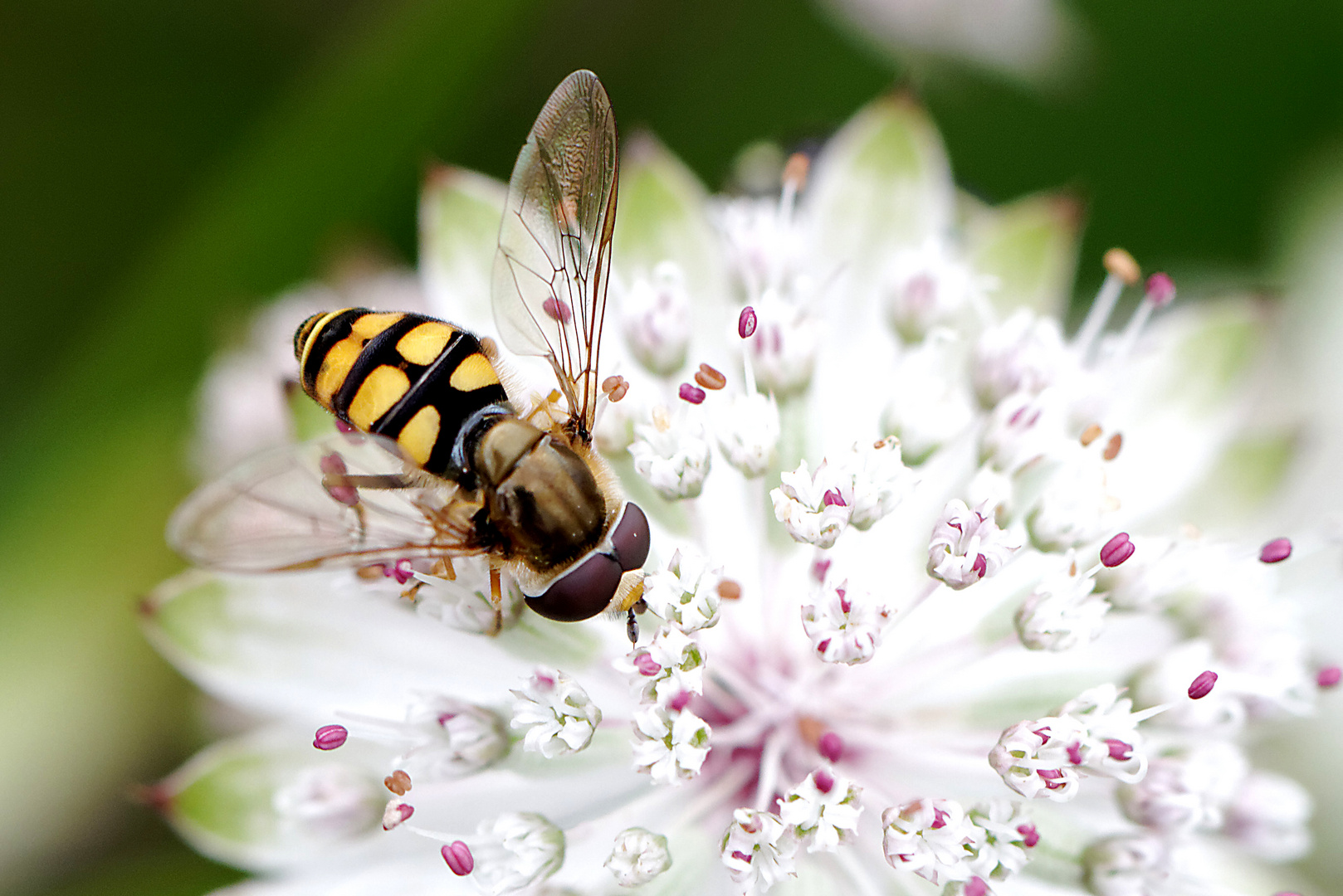 Schwebefliege