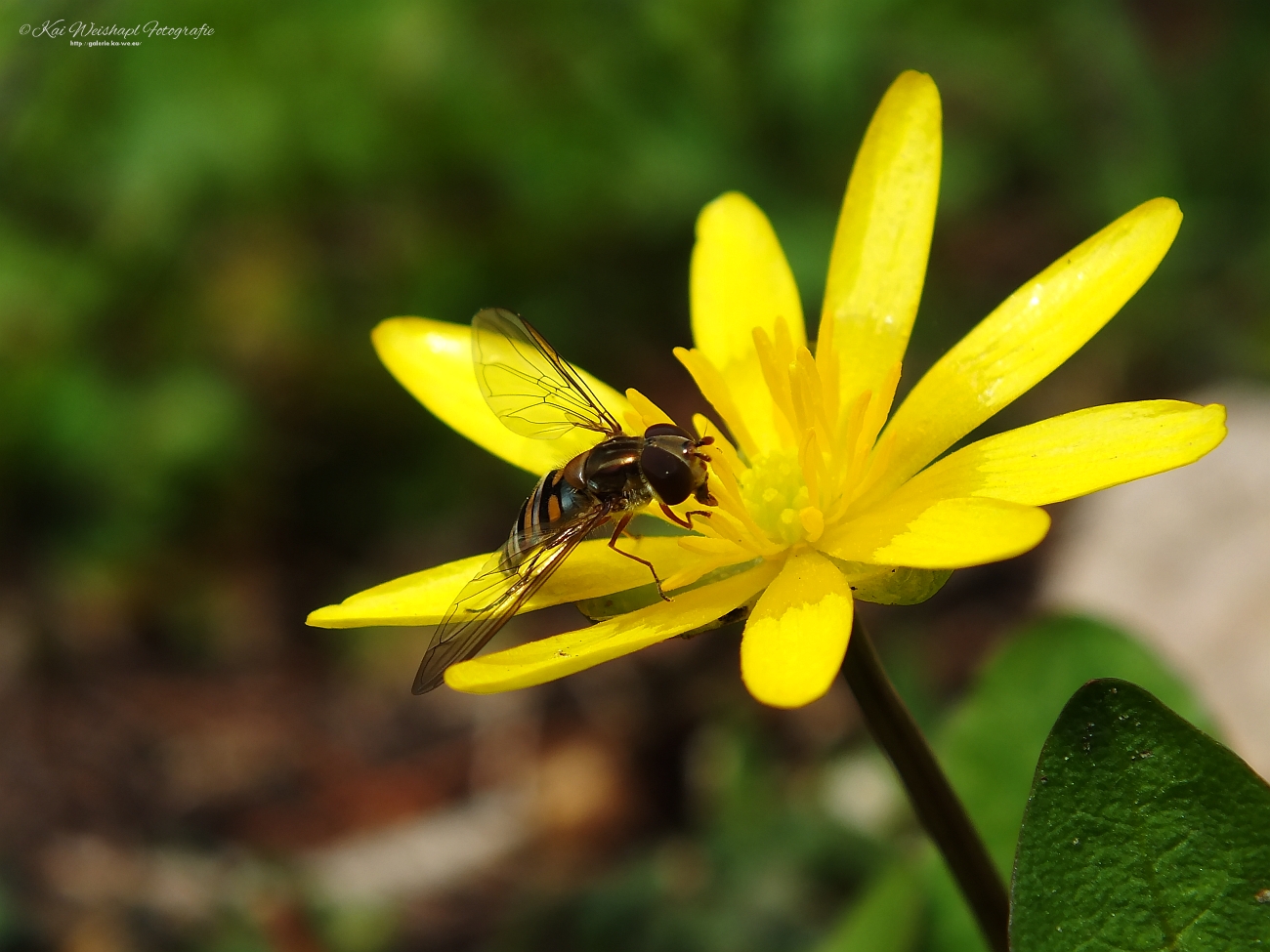 Schwebefliege