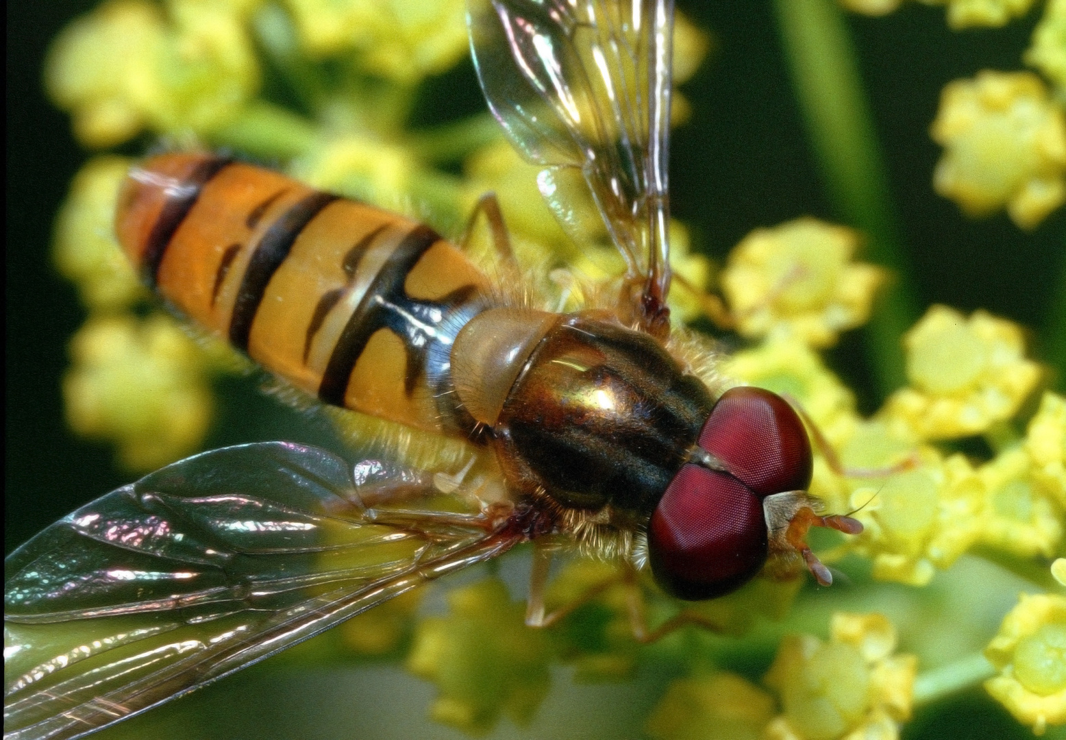 Schwebefliege