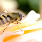 Schwebefliege bei Blütenbesuch