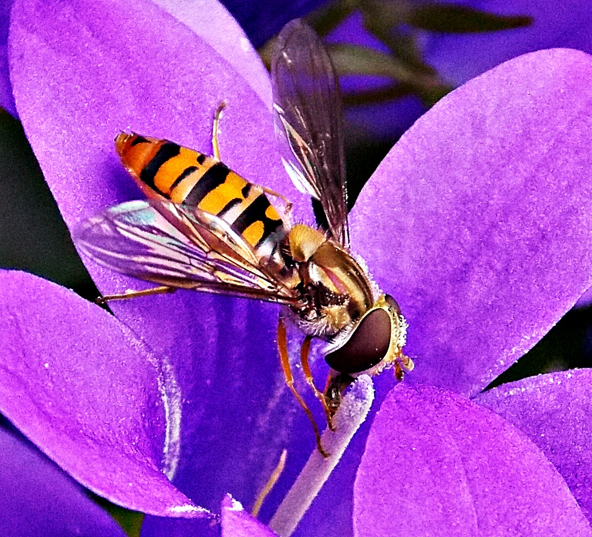 Schwebefliege bei der Arbeit