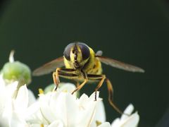 Schwebefliege beim Anflug auf eine Blume