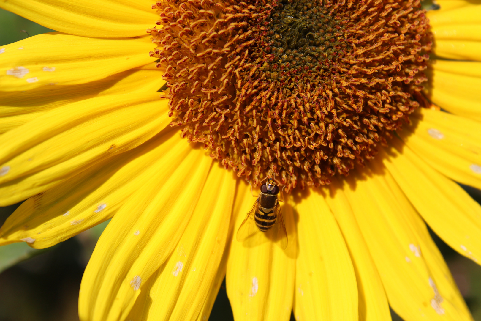 Schwebefliege beim Erklimmen einer Sonnenblume