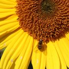 Schwebefliege beim Erklimmen einer Sonnenblume