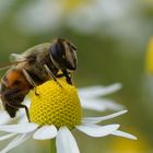 Schwebefliege beim Kamillenbad