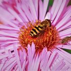 Schwebefliege beim Naschen