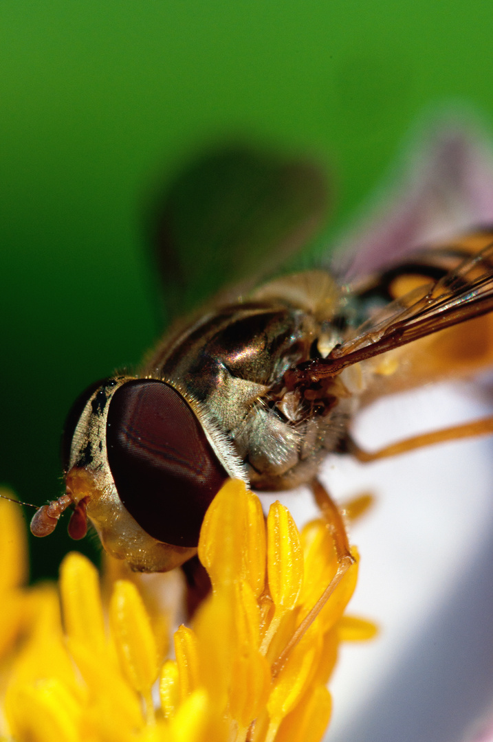 Schwebefliege beim Naschen