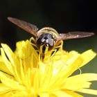 Schwebefliege beim Sonnen