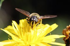 Schwebefliege beim Sonnen