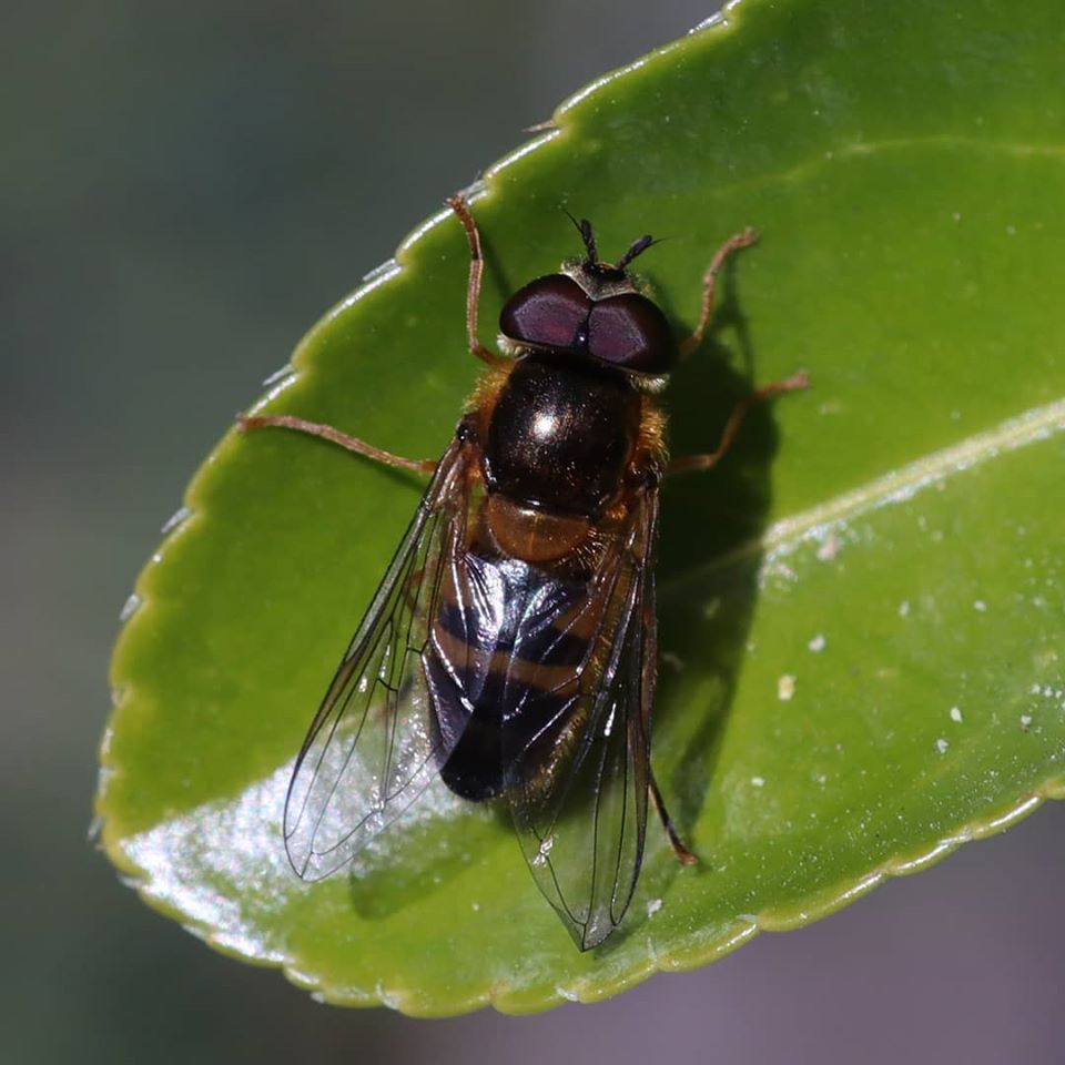 Schwebefliege beim Sonnen