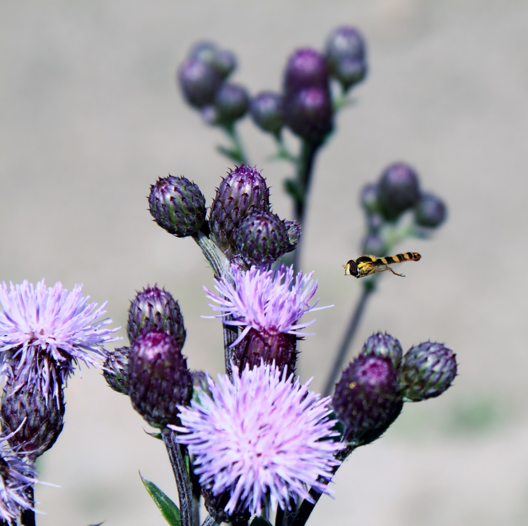 Schwebefliege besucht eine Blume