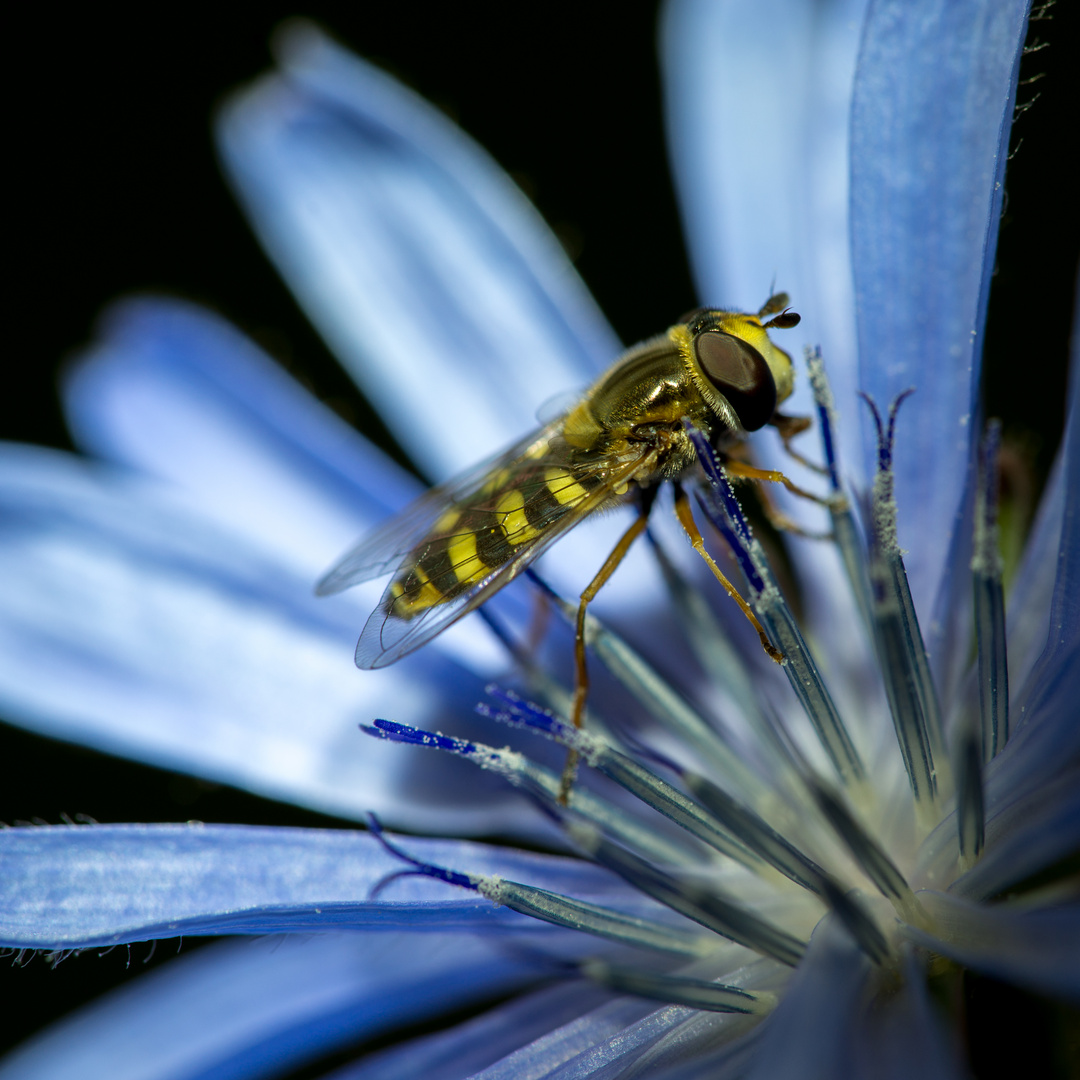 Schwebefliege blau