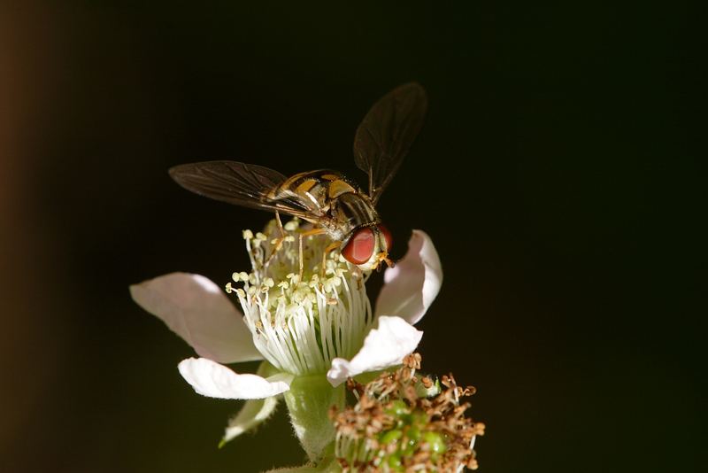 Schwebefliege