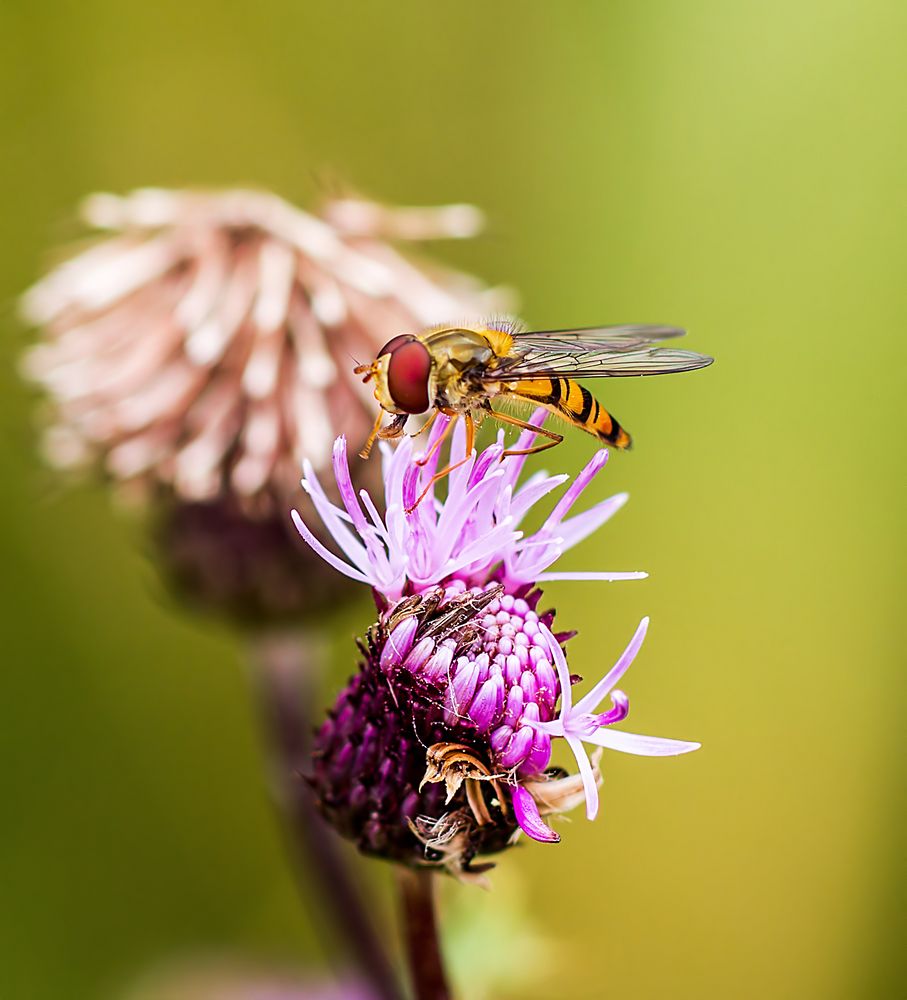 Schwebefliege