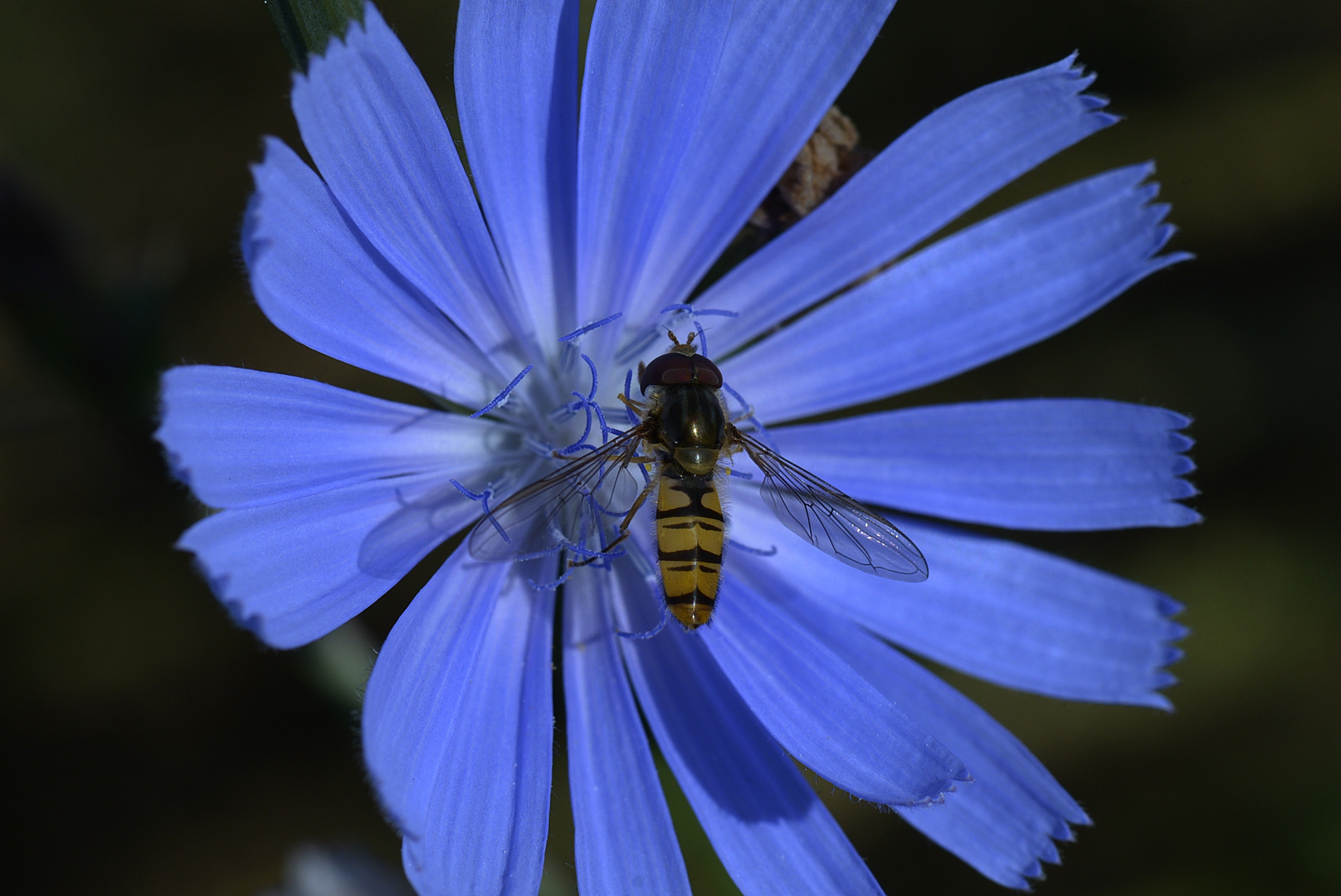 Schwebefliege