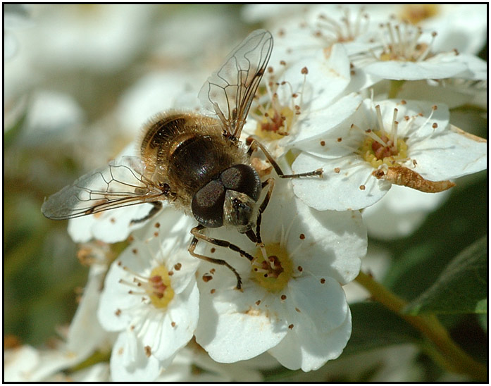 Schwebefliege