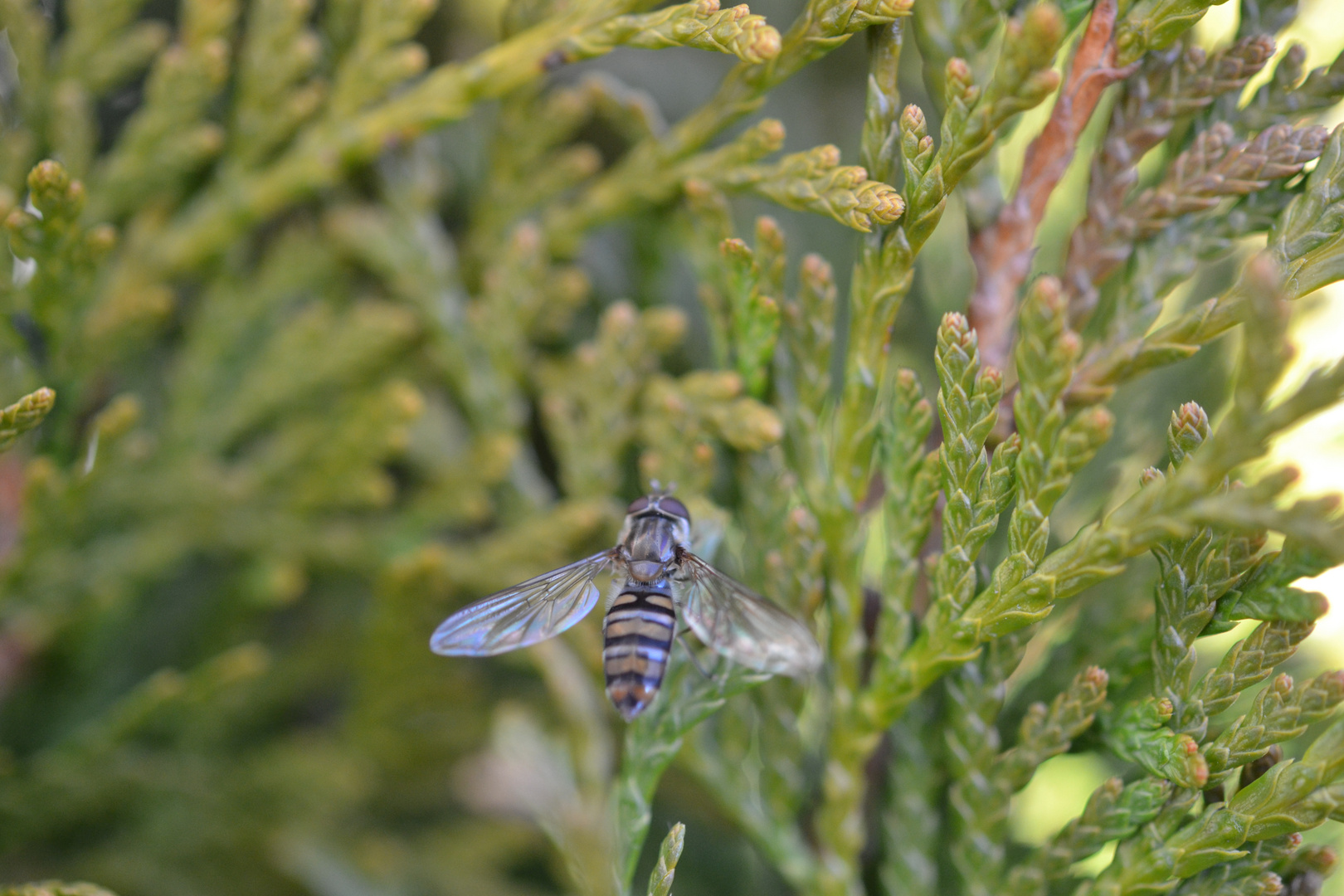 Schwebefliege