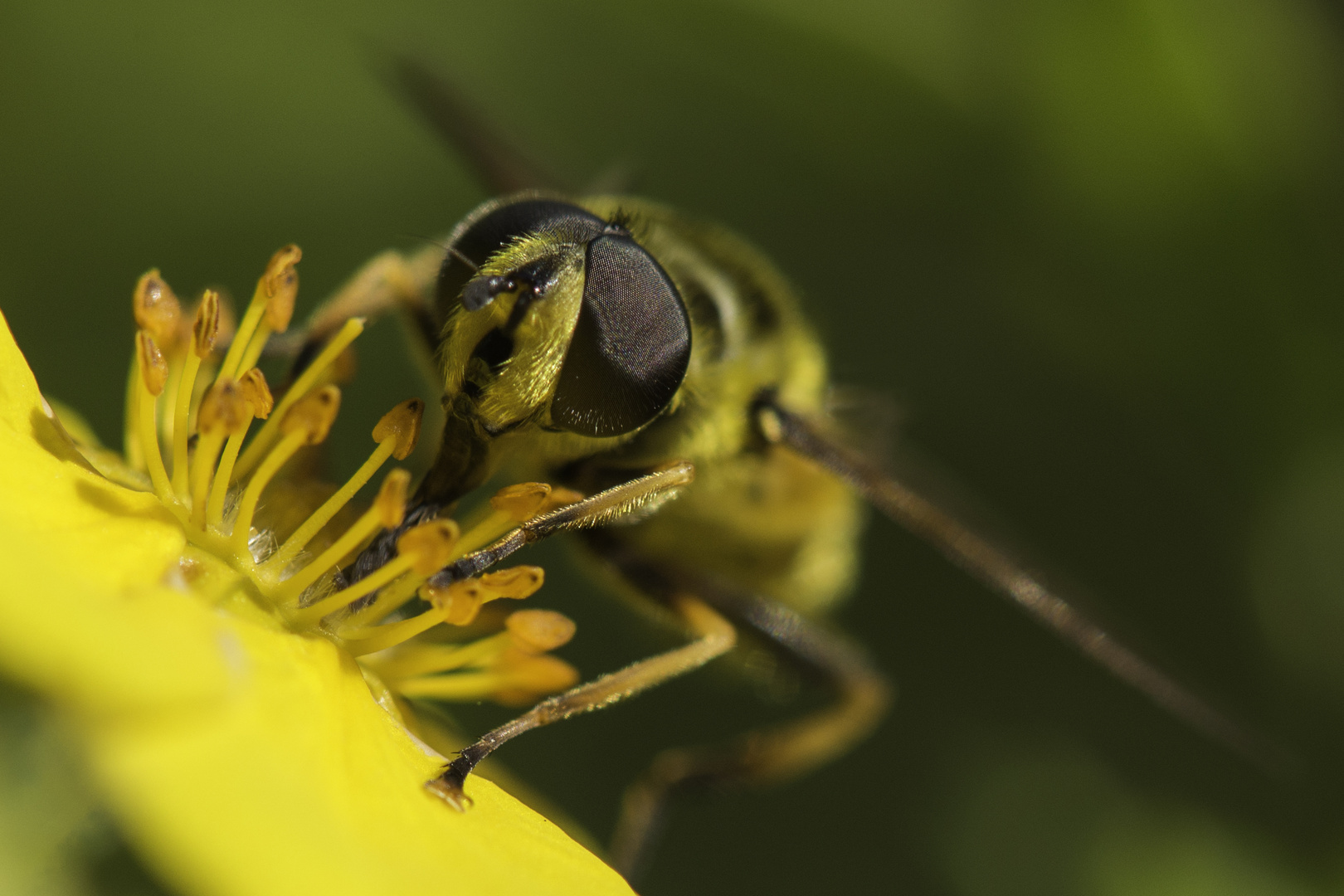 Schwebefliege