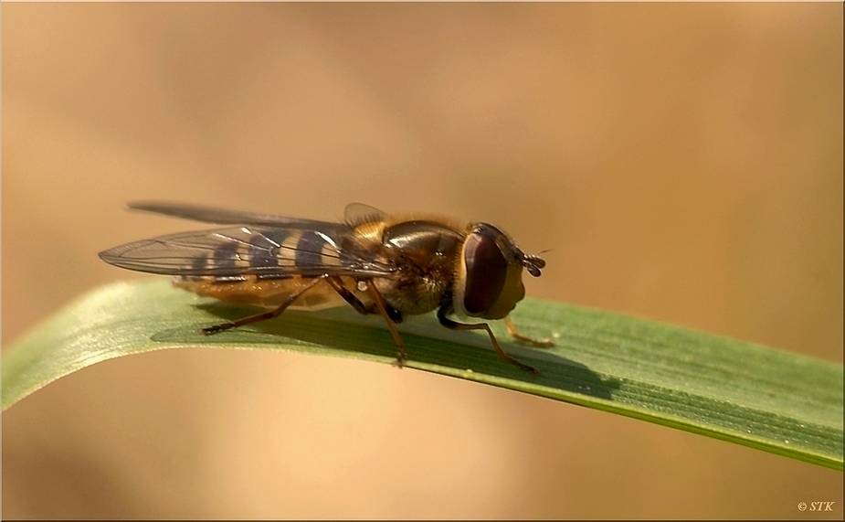 Schwebefliege