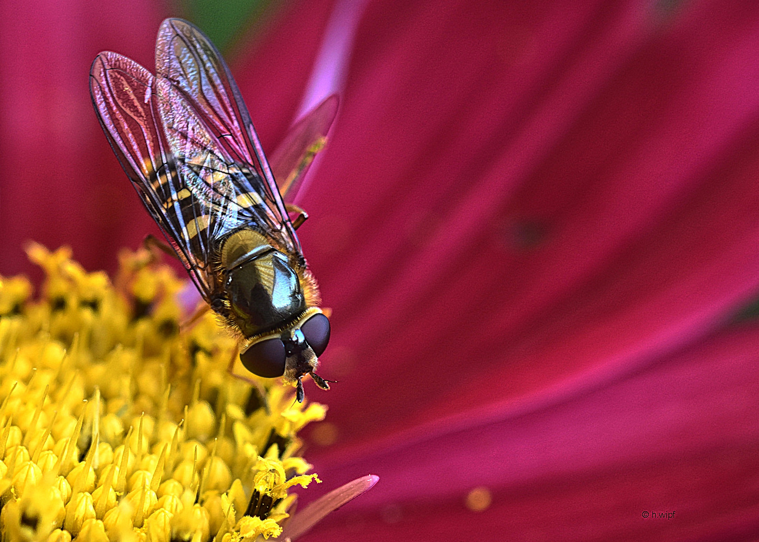  Schwebefliege