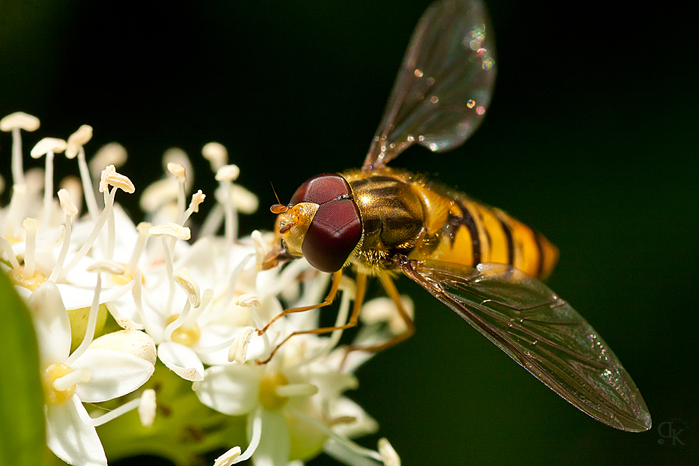 Schwebefliege