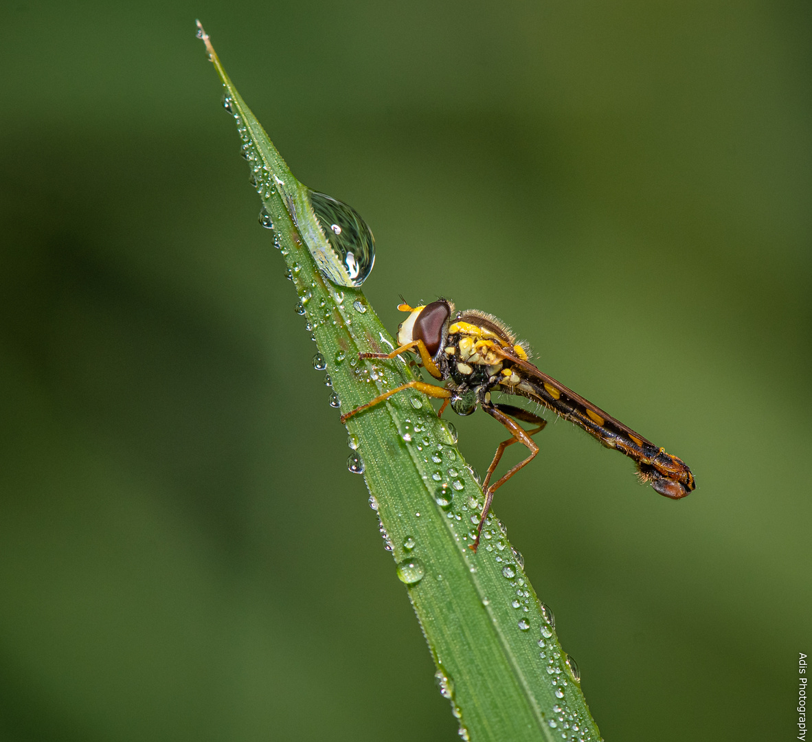 Schwebefliege