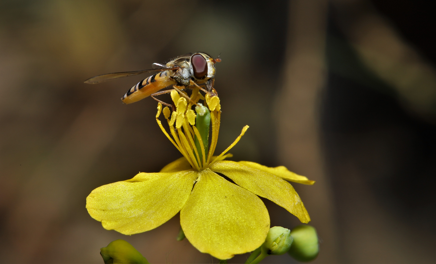 Schwebefliege