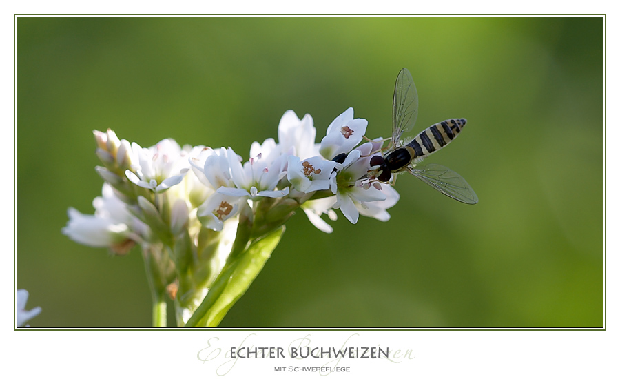 Schwebefliege