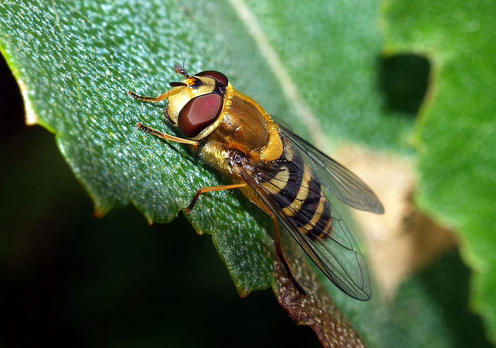 Schwebefliege