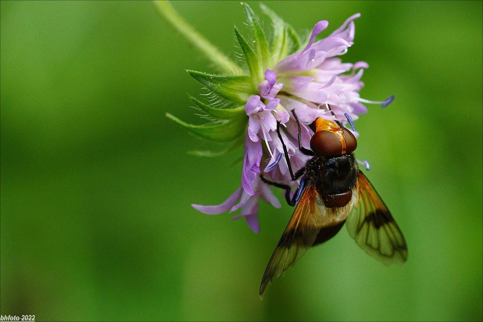 Schwebefliege