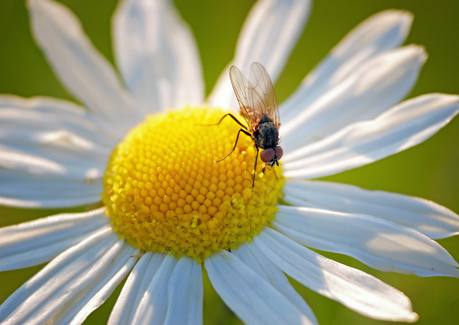 Schwebefliege