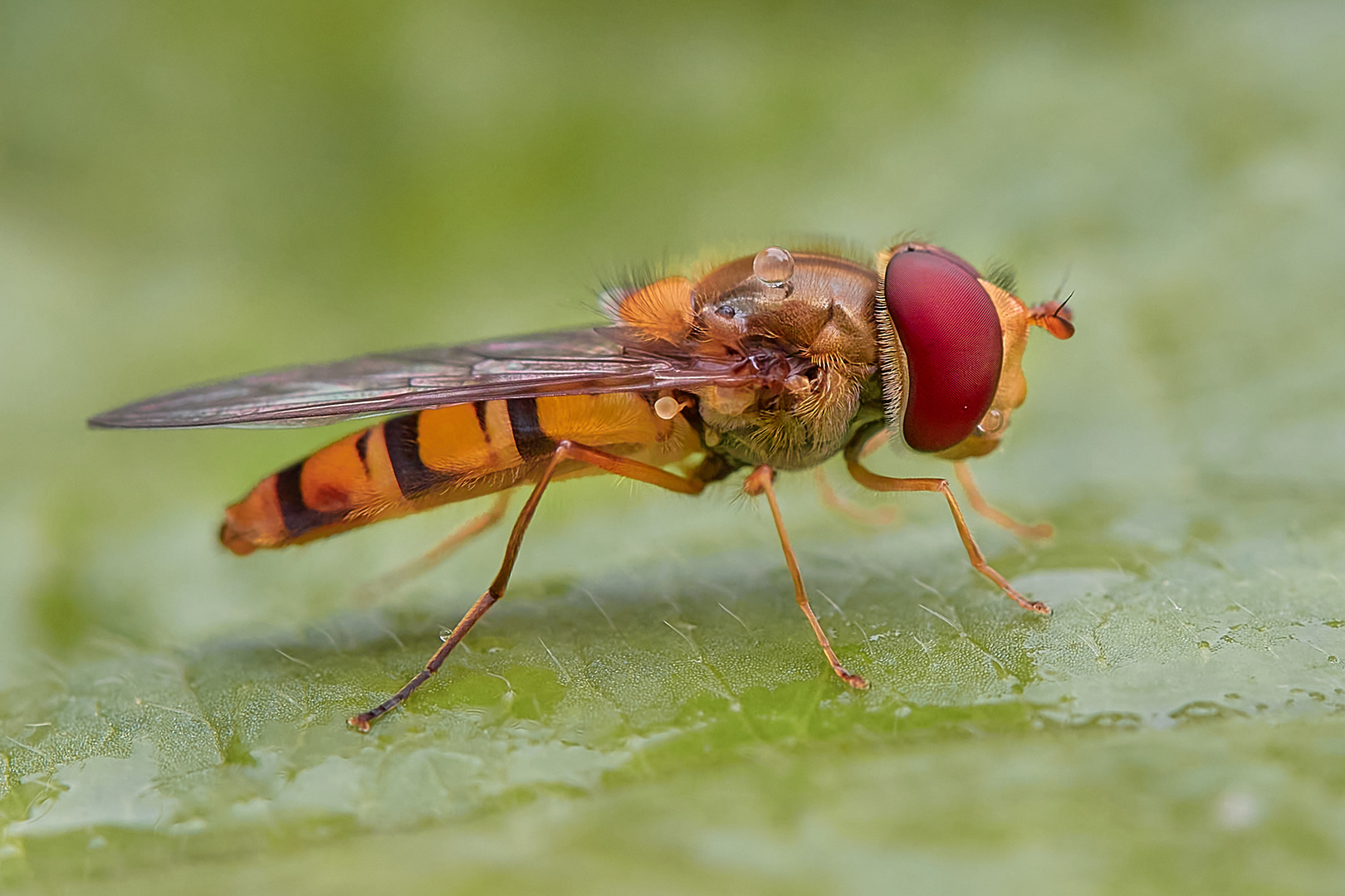 Schwebefliege die erste