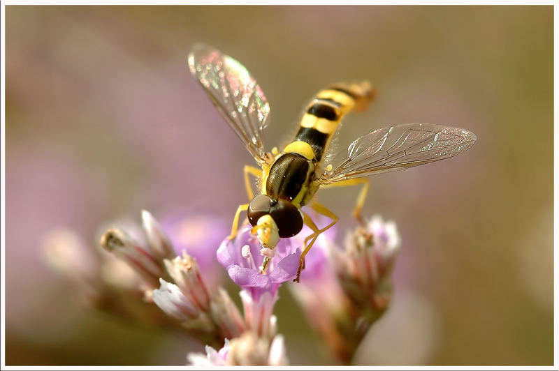 Schwebefliege