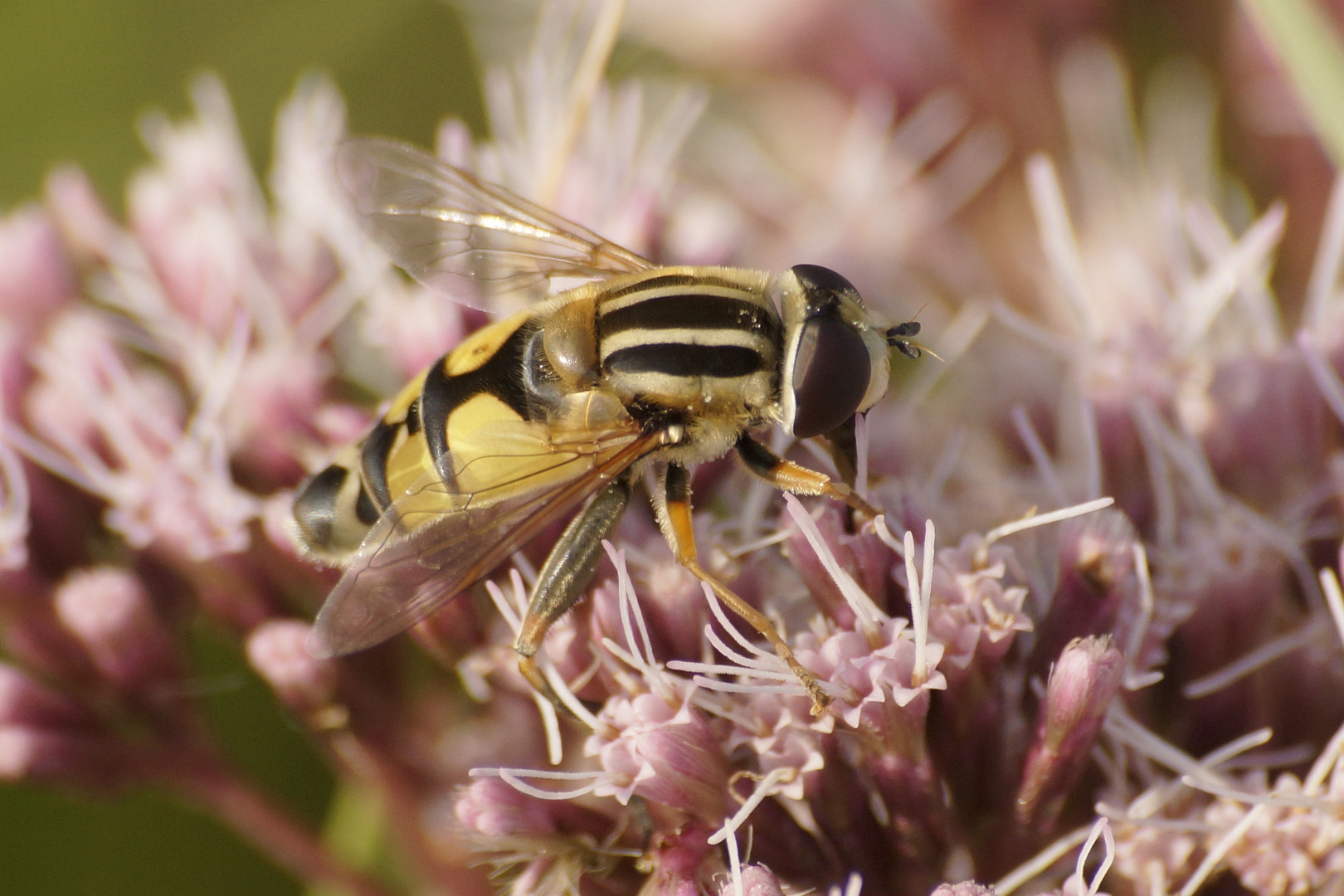 Schwebefliege