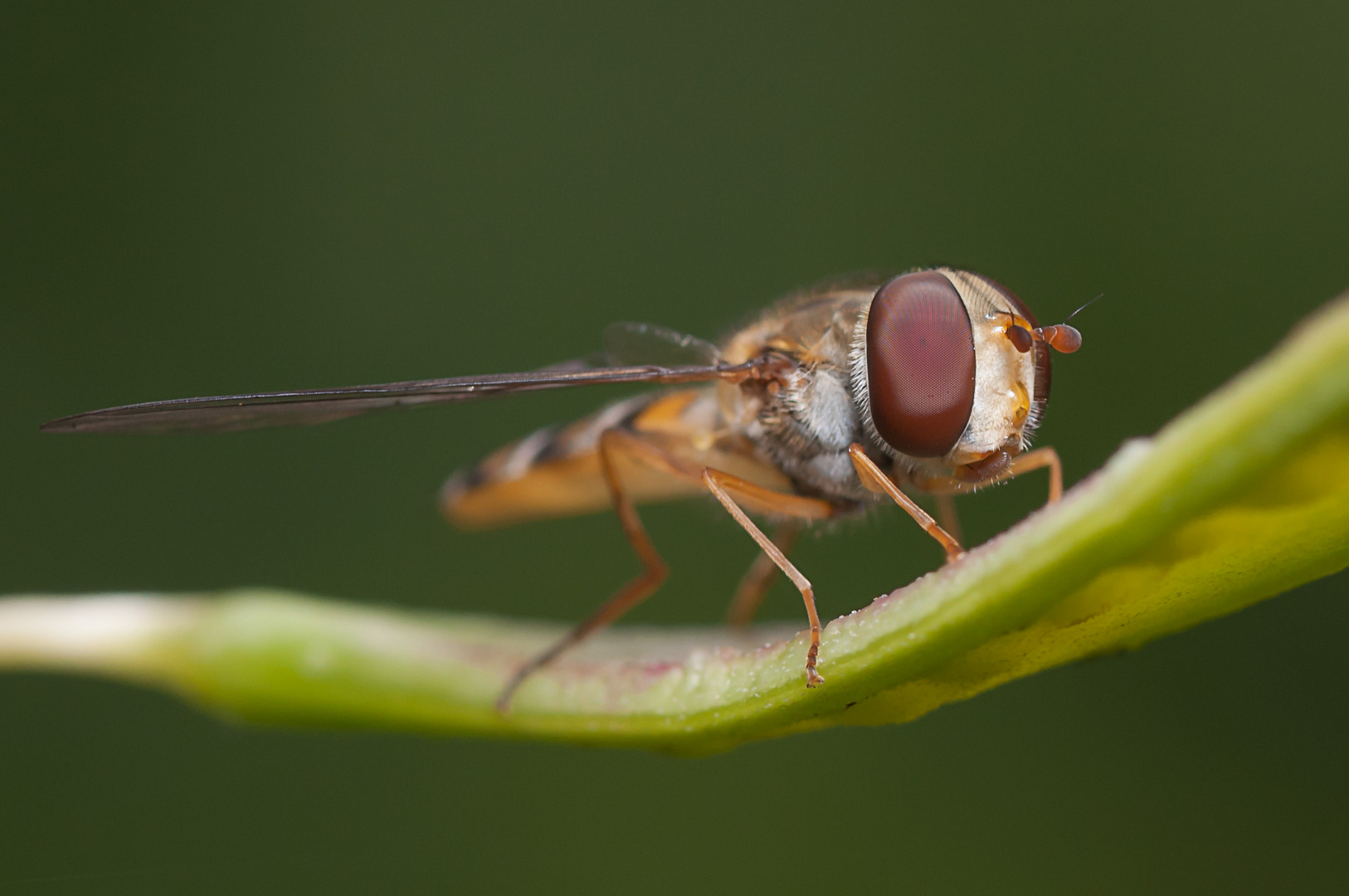 Schwebefliege