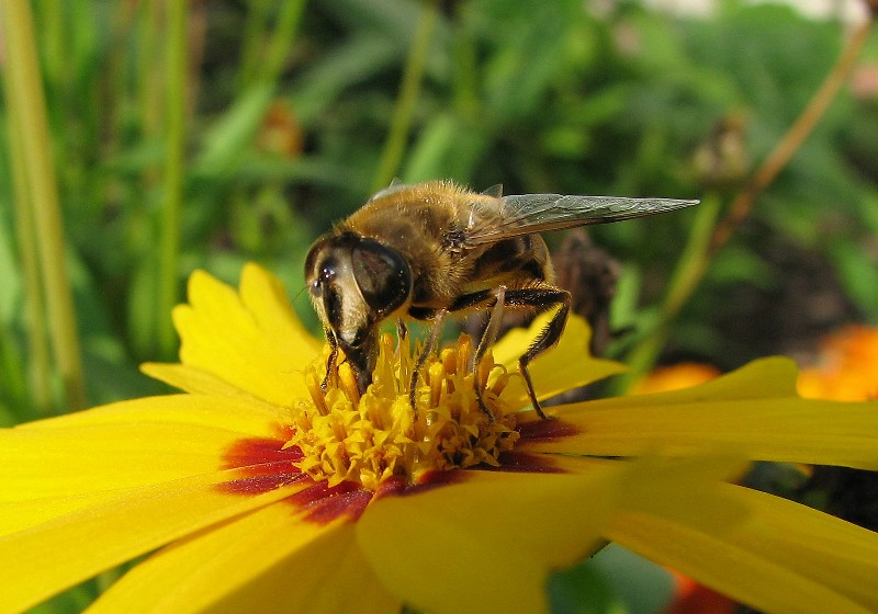 Schwebefliege