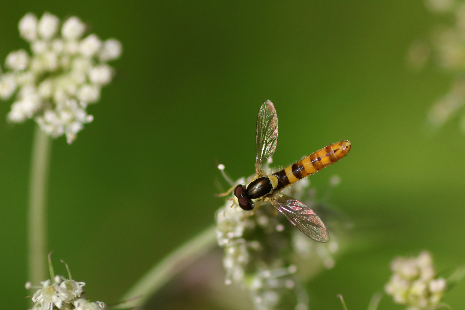 Schwebefliege