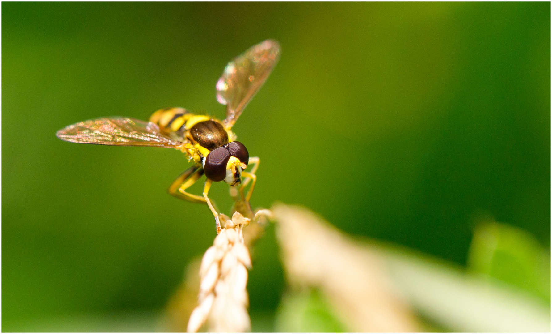 Schwebefliege