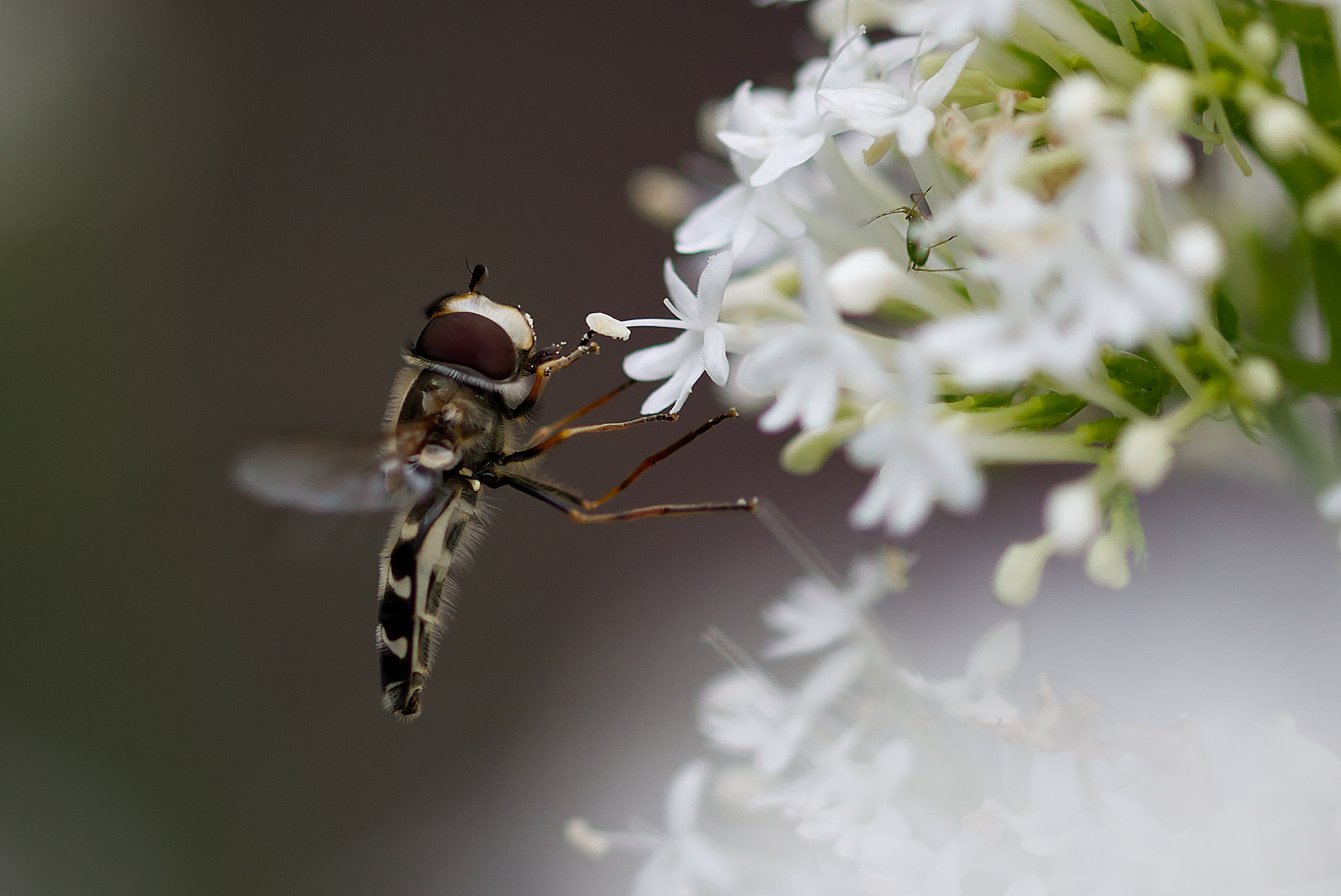 Schwebefliege