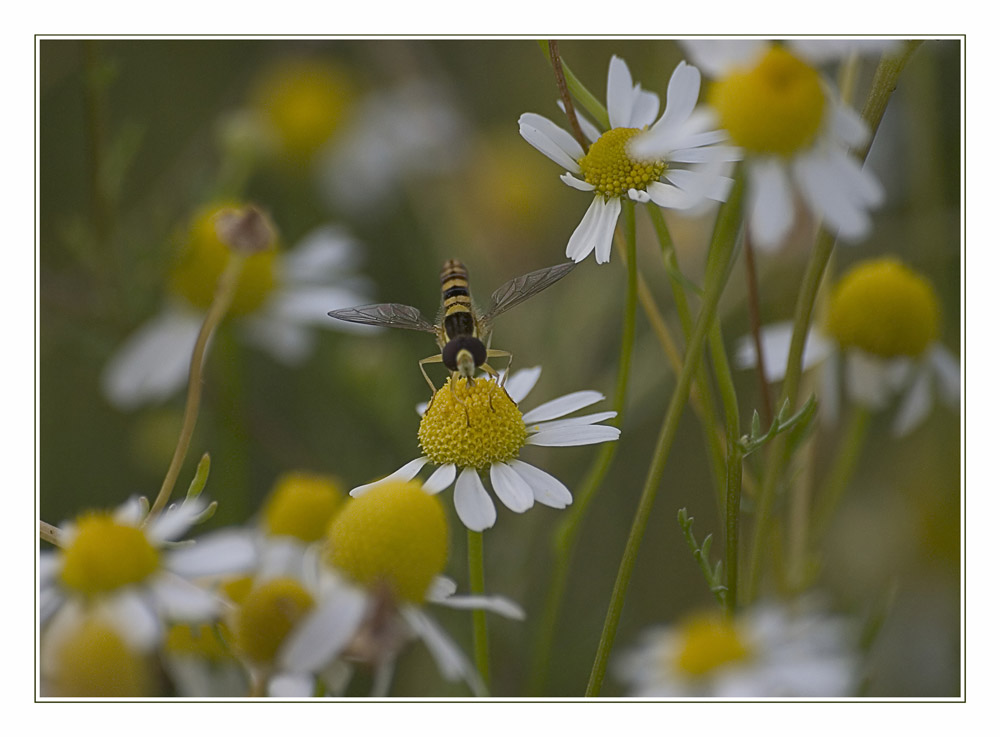 " Schwebefliege "